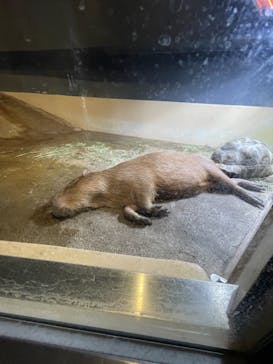 マクセル アクアパーク品川に投稿された画像（2021/6/27）