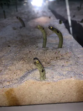 すみだ水族館に投稿された画像（2021/6/27）
