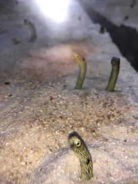 すみだ水族館に投稿された画像（2021/6/27）