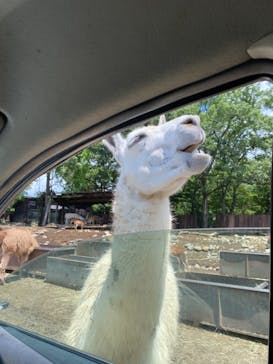 那須サファリパークに投稿された画像（2021/6/27）