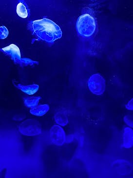 サンシャイン水族館に投稿された画像（2021/6/27）