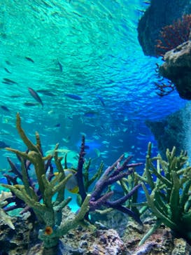 サンシャイン水族館に投稿された画像（2021/6/27）
