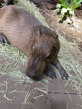 カワスイ 川崎⽔族館に投稿された画像（2021/6/27）