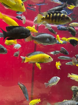 カワスイ 川崎⽔族館に投稿された画像（2021/6/27）