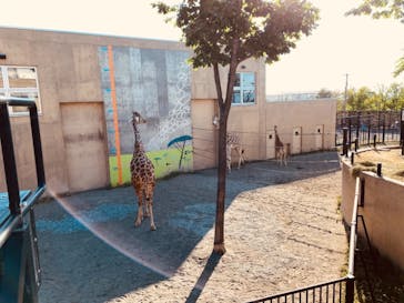 旭川市旭山動物園に投稿された画像（2021/6/27）