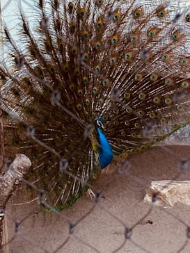 旭川市旭山動物園に投稿された画像（2021/6/27）