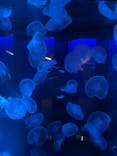京都水族館に投稿された画像（2021/6/27）