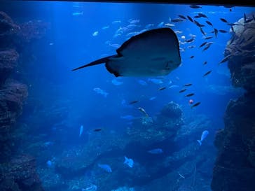 京都水族館に投稿された画像（2021/6/27）