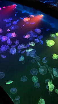 すみだ水族館に投稿された画像（2021/6/27）