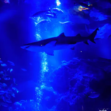 すみだ水族館に投稿された画像（2021/6/27）