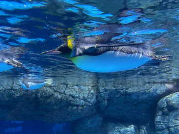 横浜・八景島シーパラダイスに投稿された画像（2021/6/27）