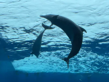 横浜・八景島シーパラダイスに投稿された画像（2021/6/27）