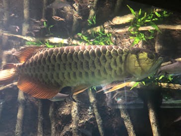 サンシャイン水族館に投稿された画像（2021/6/27）