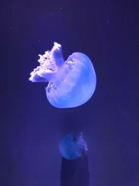 すみだ水族館に投稿された画像（2021/6/27）