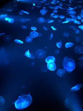 すみだ水族館に投稿された画像（2021/6/27）