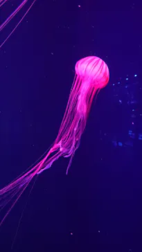 すみだ水族館に投稿された画像（2021/6/27）