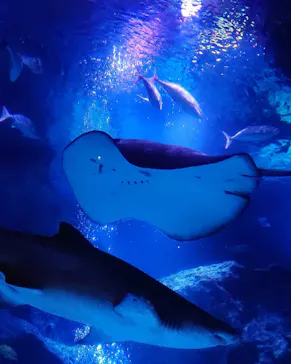 すみだ水族館に投稿された画像（2021/6/27）