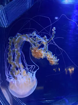 すみだ水族館に投稿された画像（2021/6/27）