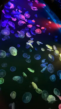 すみだ水族館に投稿された画像（2021/6/27）