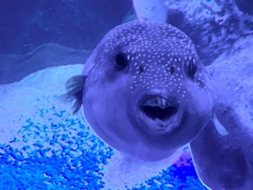 マクセル アクアパーク品川に投稿された画像（2021/6/27）