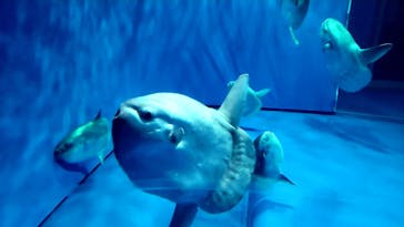 アクアワールド茨城県大洗水族館に投稿された画像（2021/6/27）