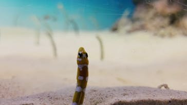 アクアワールド茨城県大洗水族館に投稿された画像（2021/6/27）