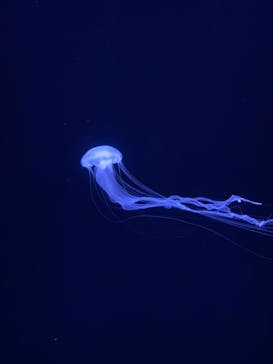 サンシャイン水族館に投稿された画像（2021/6/27）