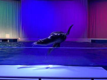 アクアワールド茨城県大洗水族館に投稿された画像（2021/6/27）