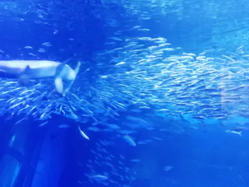 横浜・八景島シーパラダイスに投稿された画像（2021/6/27）