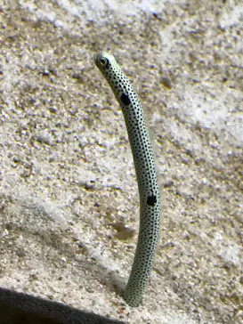 すみだ水族館に投稿された画像（2021/6/27）