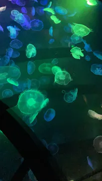 すみだ水族館に投稿された画像（2021/6/27）
