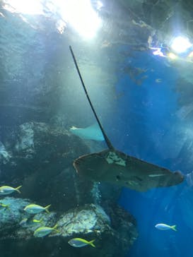 マクセル アクアパーク品川に投稿された画像（2021/6/28）