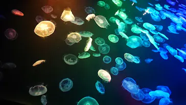 すみだ水族館に投稿された画像（2021/6/28）