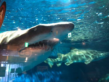 しながわ水族館に投稿された画像（2021/6/28）