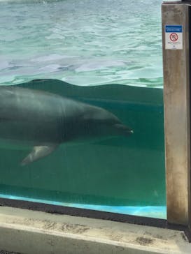 しながわ水族館に投稿された画像（2021/6/28）