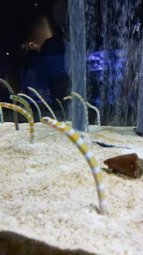 すみだ水族館に投稿された画像（2021/6/28）