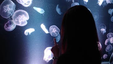 京都水族館に投稿された画像（2021/6/28）