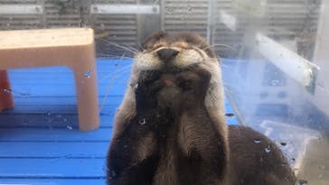 カワウソカフェHARRY原宿テラス店に投稿された画像（2021/6/28）