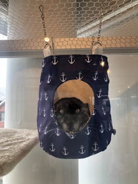 カワウソカフェHARRY原宿テラス店に投稿された画像（2021/6/28）