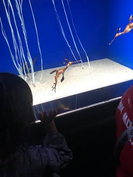 サンシャイン水族館に投稿された画像（2021/6/28）