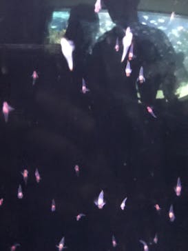 サンシャイン水族館に投稿された画像（2021/6/28）