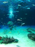 サンシャイン水族館に投稿された画像（2021/6/29）
