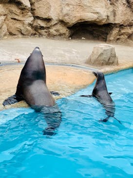 マリンワールド海の中道に投稿された画像（2021/6/29）