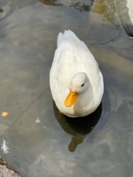 神戸どうぶつ王国に投稿された画像（2021/6/29）