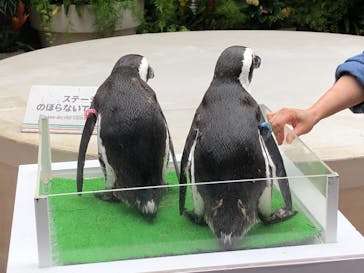 マクセル アクアパーク品川に投稿された画像（2021/6/29）