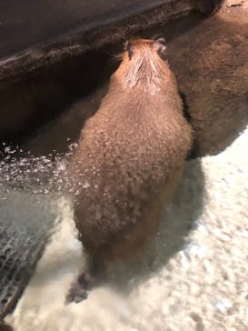 マクセル アクアパーク品川に投稿された画像（2021/6/29）