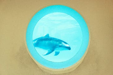 マリンワールド海の中道に投稿された画像（2021/6/29）