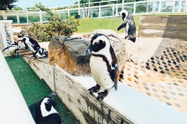 マリンワールド海の中道に投稿された画像（2021/6/29）