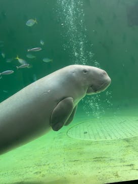 鳥羽水族館に投稿された画像（2021/6/29）