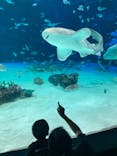 サンシャイン水族館に投稿された画像（2021/6/29）